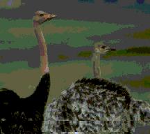 avestruz.jpg (7358 bytes)
